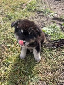 puppies for rehome - Photo 2