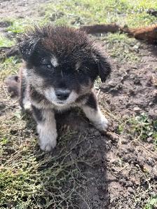 puppies for rehome - Photo 3