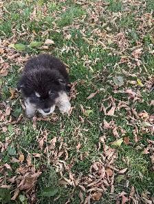 puppies for rehome - Photo 4