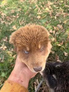 puppies for rehome - Photo 5
