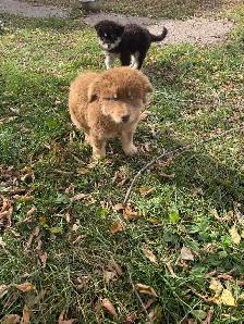 puppies for rehome - Photo 6