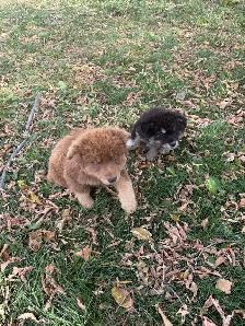 puppies for rehome - Photo 7