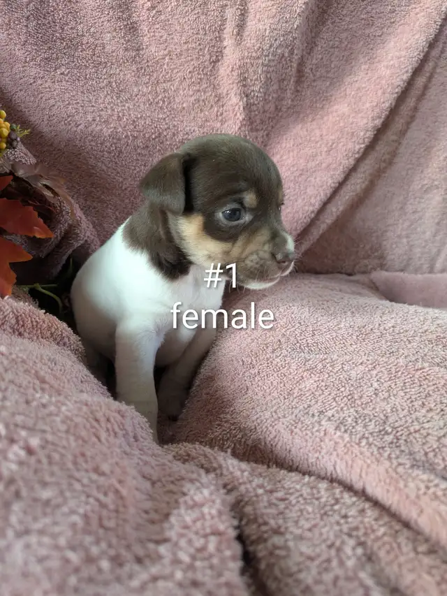 Jack Russell puppies