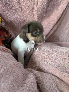 Jack Russell puppies