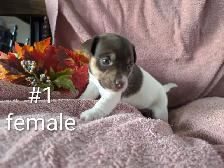Jack Russell puppies - Photo 2