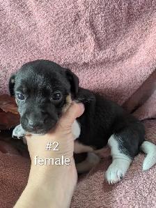 Jack Russell puppies - Photo 3