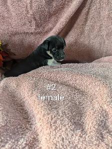 Jack Russell puppies - Photo 4