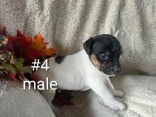 Jack Russell puppies - Photo 5