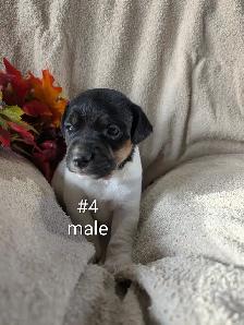 Jack Russell puppies - Photo 6