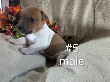 Jack Russell puppies - Photo 7