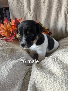 Jack Russell puppies - Photo 8