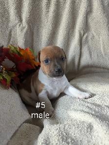 Jack Russell puppies - Photo 9