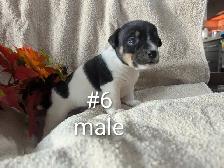 Jack Russell puppies - Photo 10