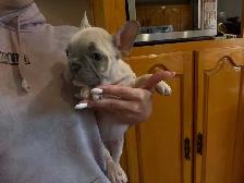 bulldog français - Photo 2