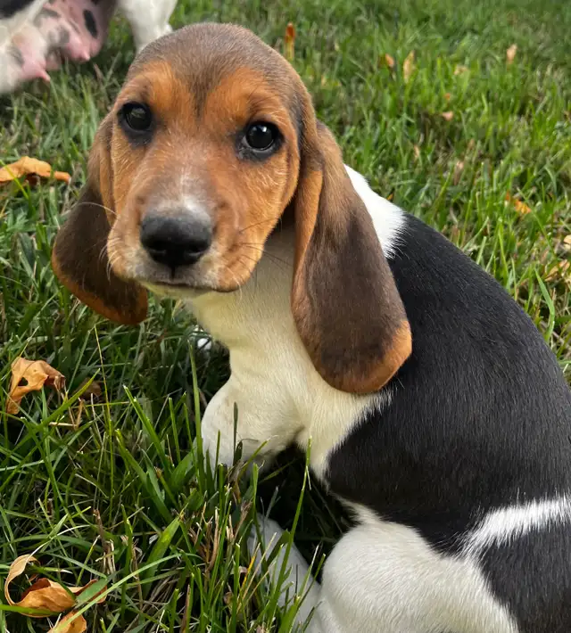 Basset x Beagle Puppies