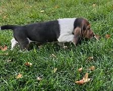 Basset x Beagle Puppies - Photo 2