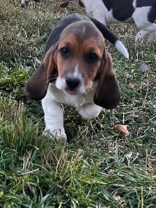 Basset x Beagle Puppies - Photo 3