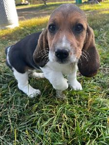 Basset x Beagle Puppies - Photo 4