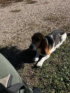 Basset x Beagle Puppies - Photo 5