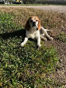 Basset x Beagle Puppies - Photo 6