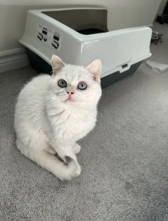 White British Short Hair Male