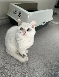 White British Short Hair Male