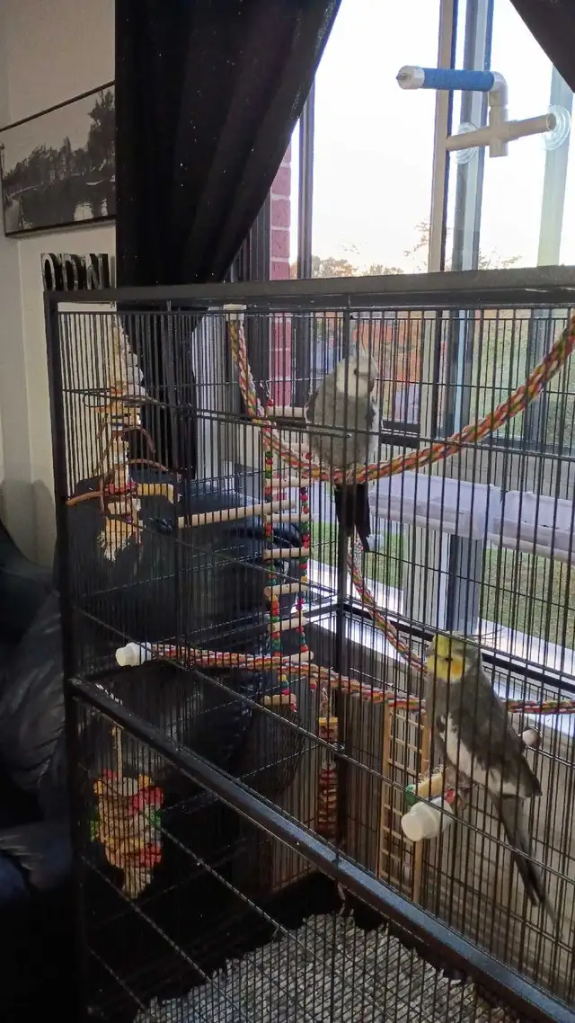 cokatiel mâle et femelle avec cage à vendre