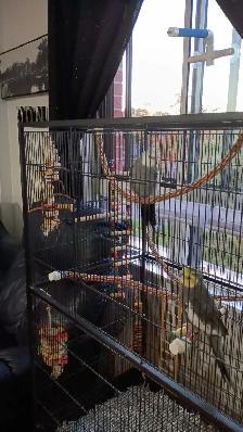 cokatiel mâle et femelle avec cage à vendre