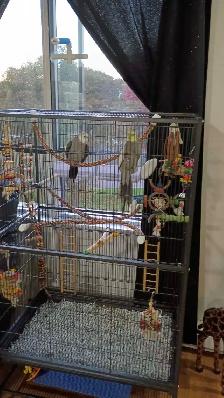 cokatiel mâle et femelle avec cage à vendre - Photo 2