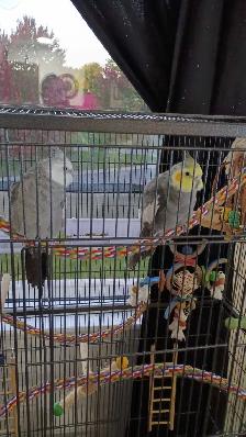 cokatiel mâle et femelle avec cage à vendre - Photo 3