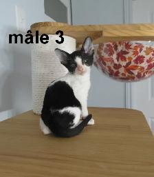 ❤️rex cornish ❤️vermifugé, micropucé ❤️ - Photo 3