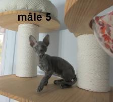 ❤️rex cornish ❤️vermifugé, micropucé ❤️ - Photo 8