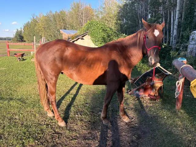 Mountain ready 4 year old gelding
