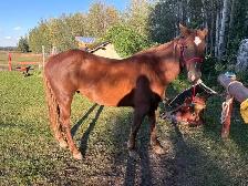 Mountain ready 4 year old gelding