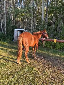 Mountain ready 4 year old gelding - Photo 4