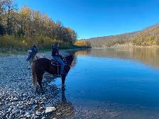 Mountain ready 4 year old gelding - Photo 7