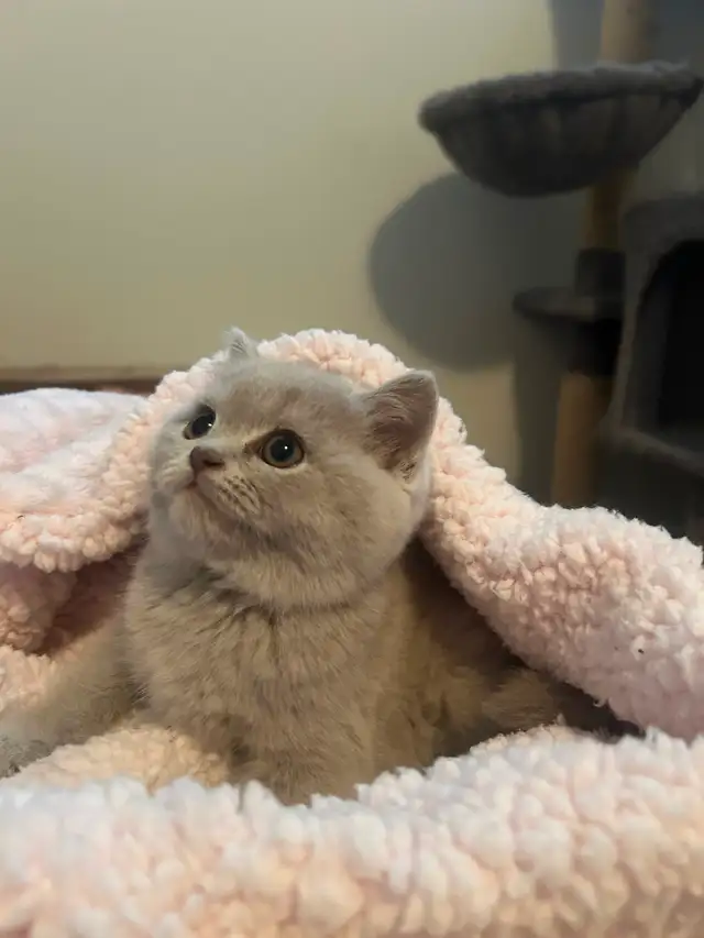 Scottish Straight Blue and Lilac kittens  CCA/AFC registered