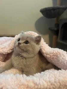 Scottish Straight Blue and Lilac kittens  CCA/AFC registered