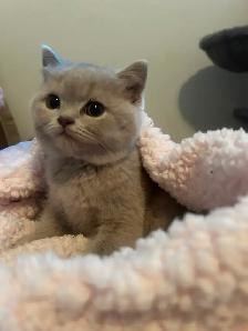 Scottish Straight Blue and Lilac kittens  CCA/AFC registered - Photo 2