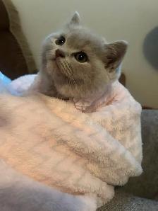 Scottish Straight Blue and Lilac kittens  CCA/AFC registered - Photo 3