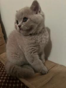 Scottish Straight Blue and Lilac kittens  CCA/AFC registered - Photo 5