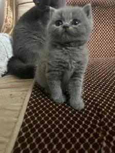 Scottish Straight Blue and Lilac kittens  CCA/AFC registered - Photo 7