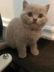 Scottish Straight Blue and Lilac kittens  CCA/AFC registered - Photo 8