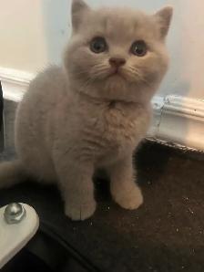 Scottish Straight Blue and Lilac kittens  CCA/AFC registered - Photo 9