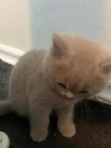 Scottish Straight Blue and Lilac kittens  CCA/AFC registered - Photo 10