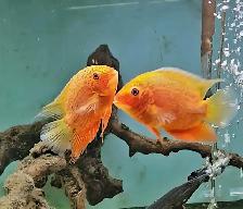 red spot severums 5.5'-6.5' - Photo 2