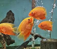 red spot severums 5.5'-6.5' - Photo 6