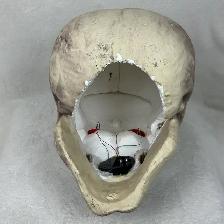Oversized Giant Foam Skull Head (16.5'D x 13'H x 12.5'W) - Photo 6