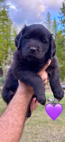 Golden Aussie puppies - Photo 2