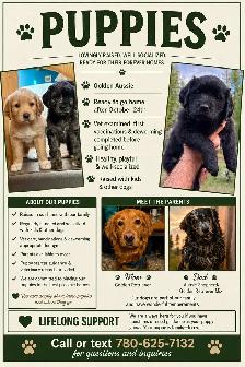 Golden Aussie puppies - Photo 3